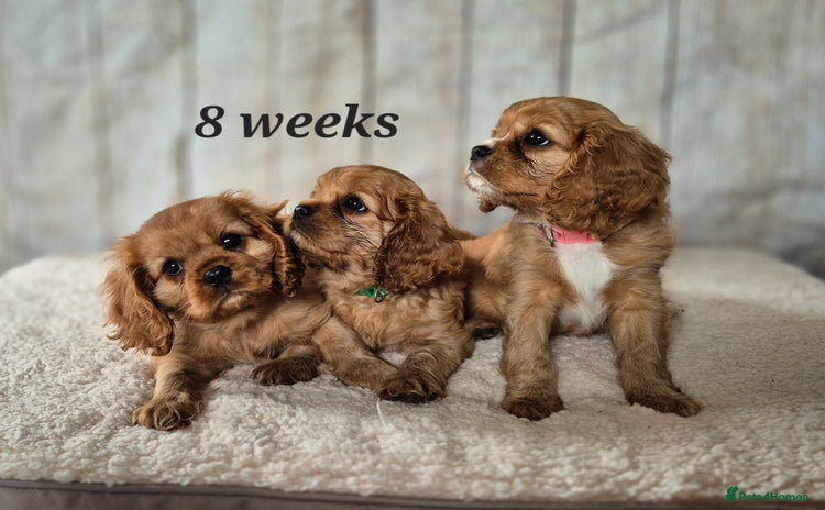 Cavalier King Charles Spaniel dogs - Advert 7