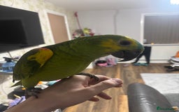 Parrots birds for sale: Blue fronted Amazon with full set up - Image 4