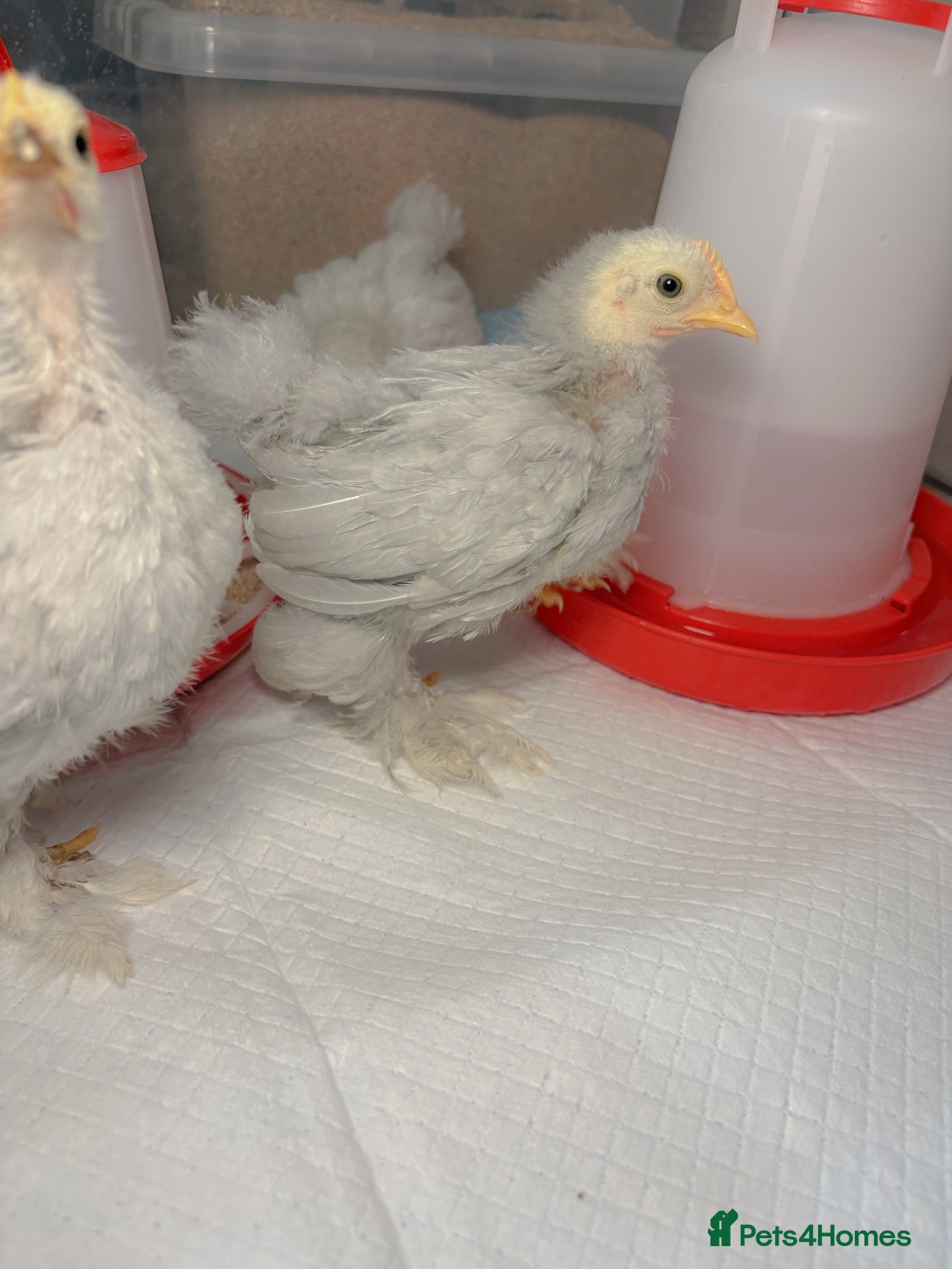 Chickens poultry Exhibition Quality Lavender Pekin Bantam Chicks  - Advert 2