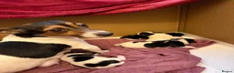 Jack Russell dogs for sale: Jack Russell puppies - Advert 1
