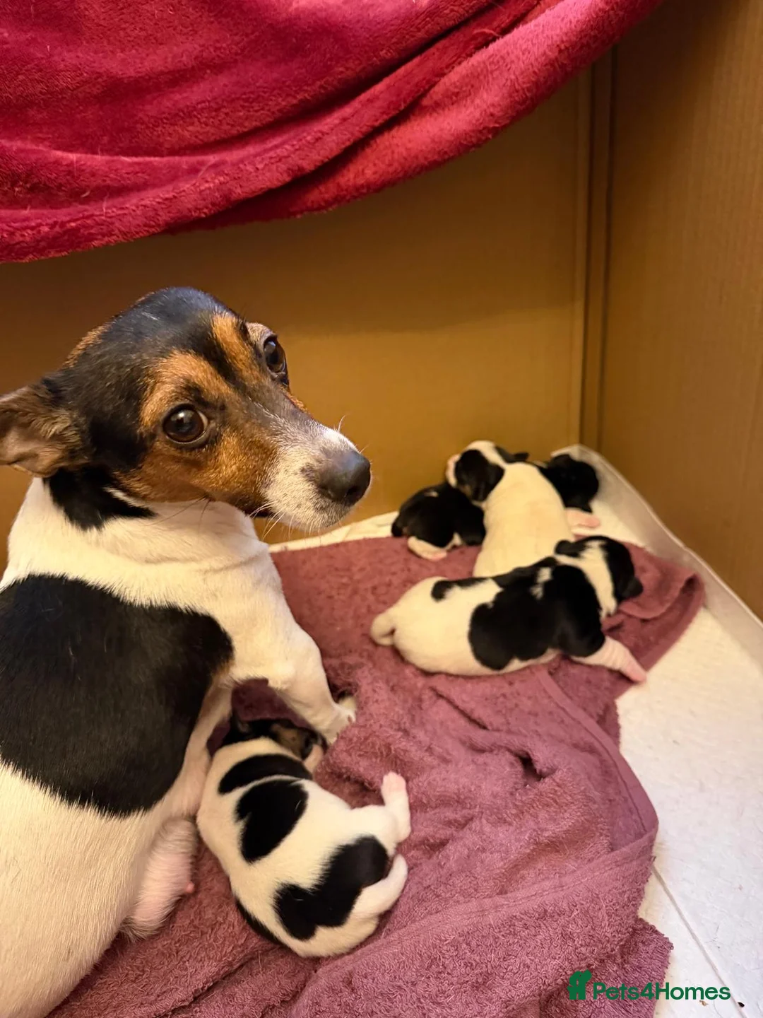 Jack Russell dogs for sale: Jack Russell puppies - Advert 1