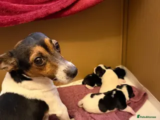 Jack Russell dogs Jack Russell puppies - Advert 2