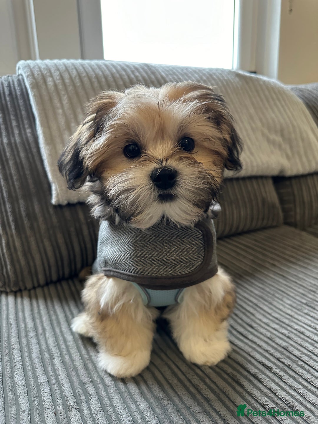 Lhasa Apso dogs for stud: KC Registered Lhasa Apso Stud - Advert 16