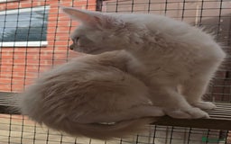 Maine Coon cats for sale: VARIOUS FULL PEDIGREE MAINE COON KITTENS FOR SALE in Rotherham - Image 10
