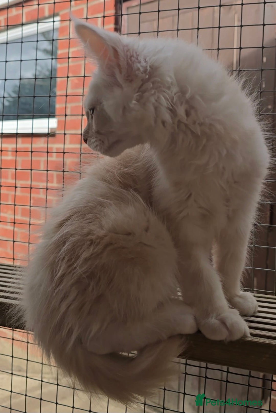 Maine Coon cats for sale: VARIOUS FULL PEDIGREE MAINE COON KITTENS FOR SALE in Rotherham - Image 10