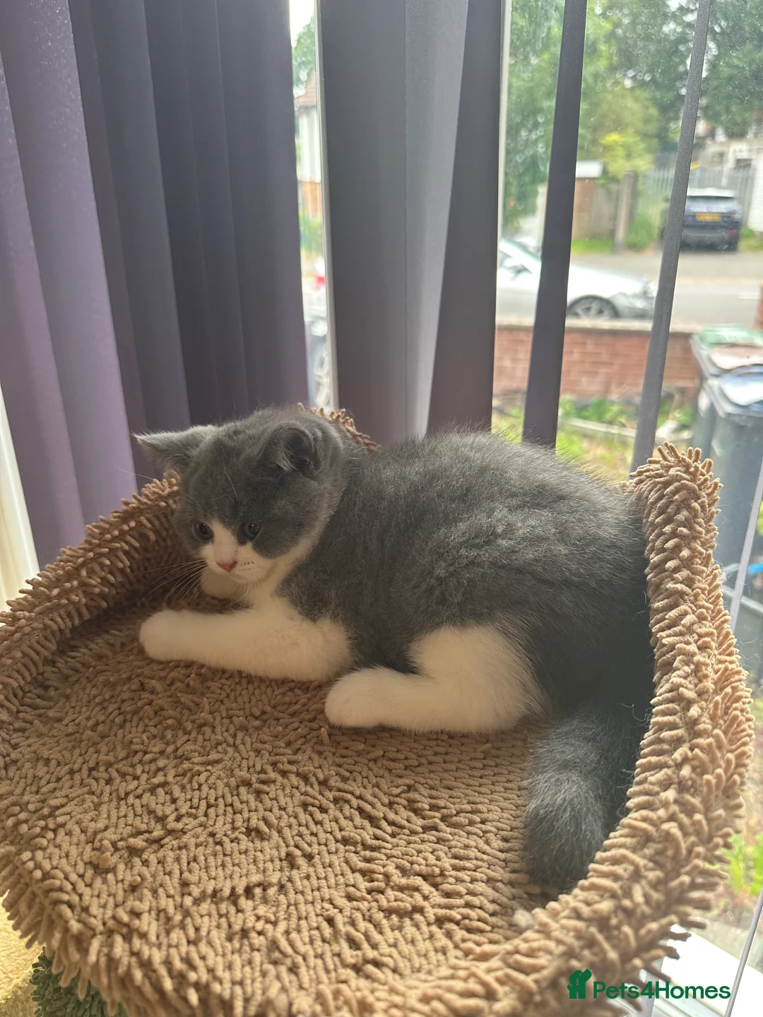 British Shorthair cats for sale: British Shorthairs - Advert 2