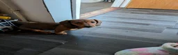 Miniature Dachshund dogs for sale: Female miniature dashaund  - Advert 6