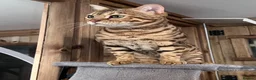 Bengal cats for sale: Stunning Retired Bengal Cats Looking for homes - Advert 8