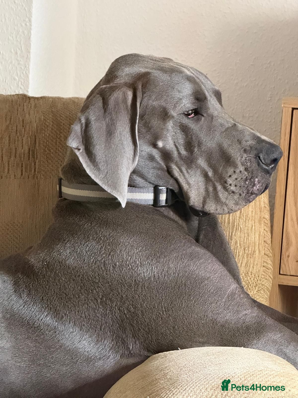 Great Dane dogs 7 month old great dane puppy  - Advert 17
