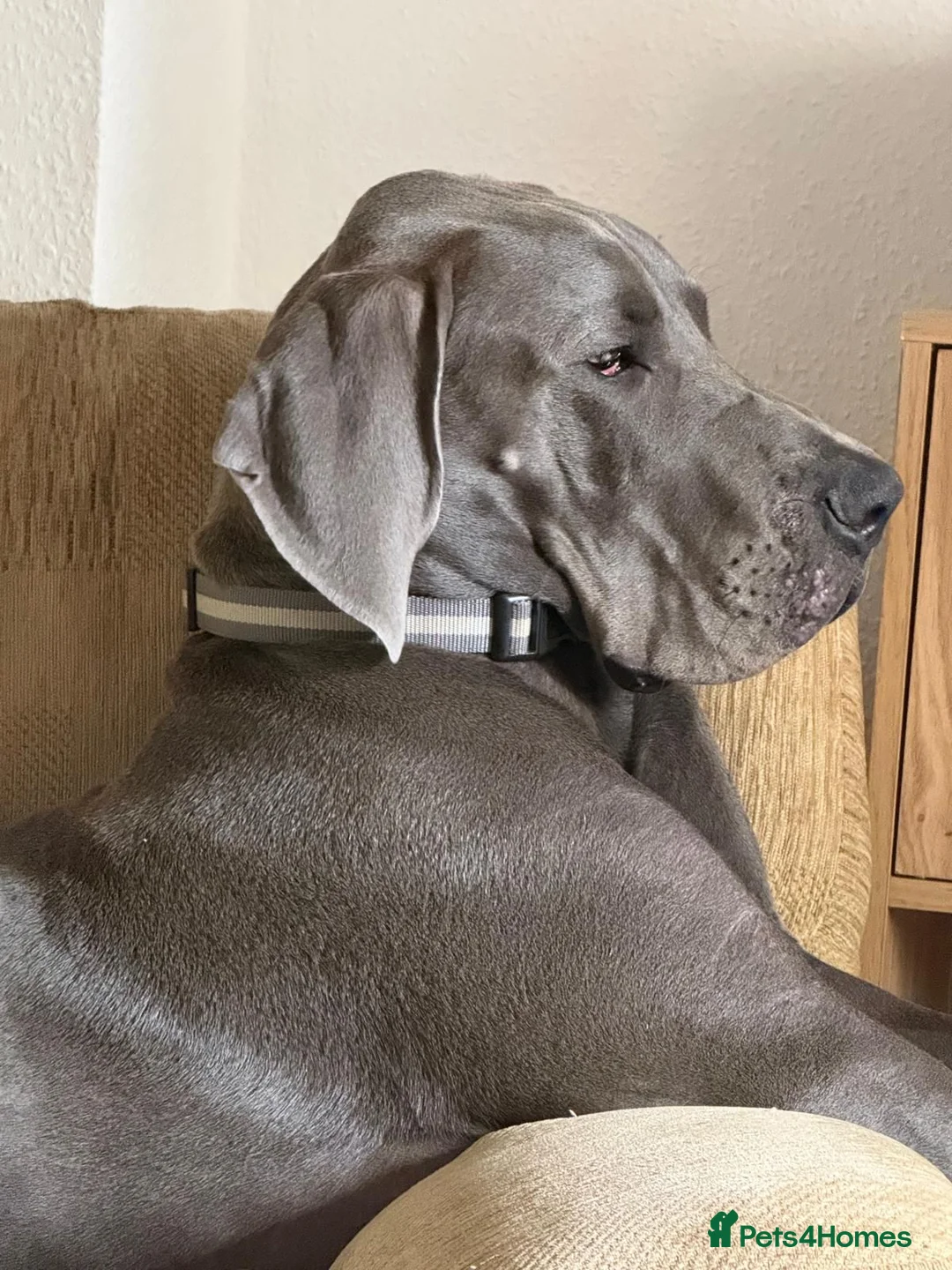 Great Dane dogs for sale: 7 month old great dane puppy  in Woodbridge - Advert 1
