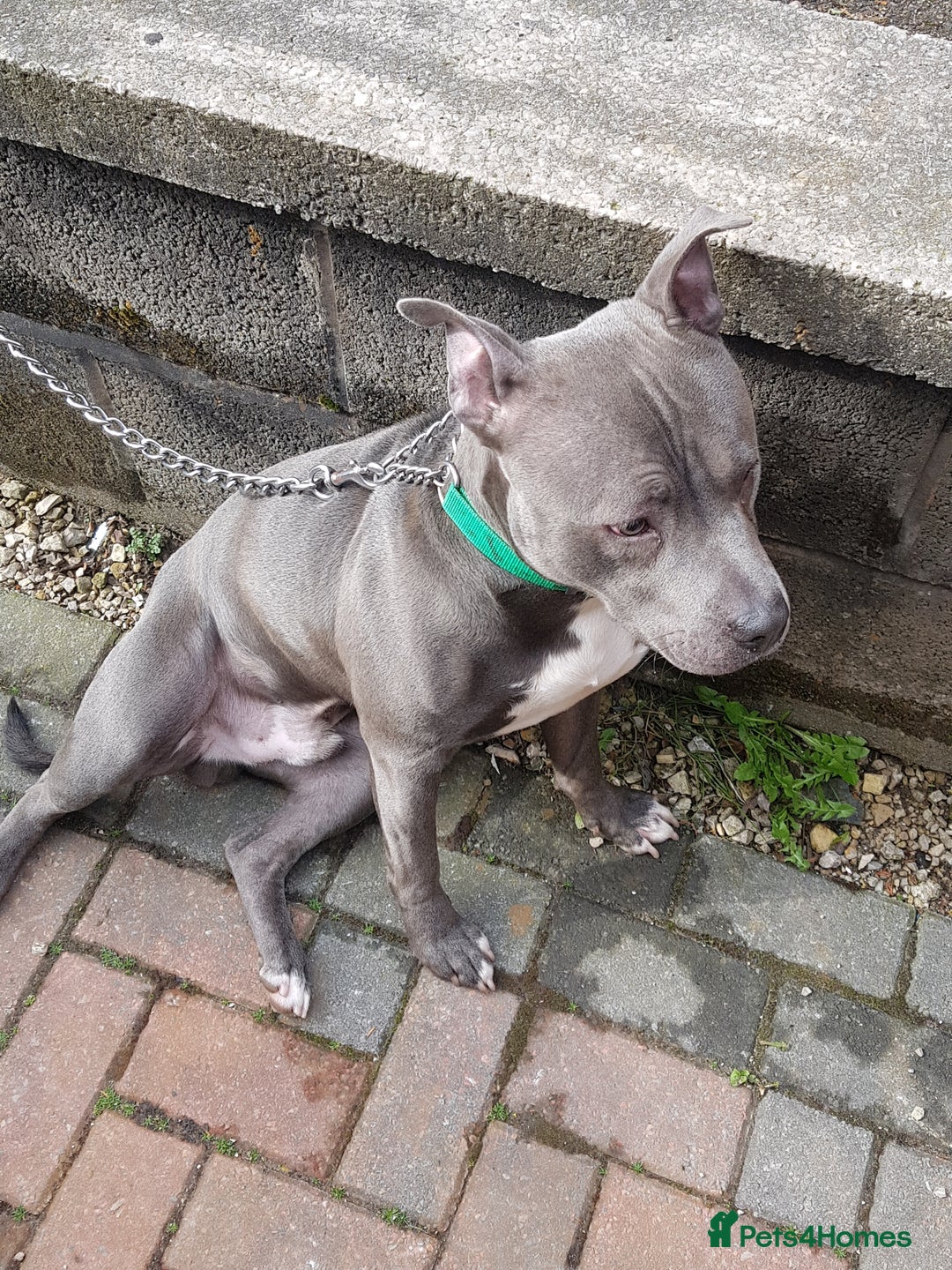 Staffordshire Bull Terrier dogs for sale: Staffordshire bull terrier  - Advert 3