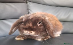 Mini Lop rabbits for sale: Looking for a husbun - Image 3