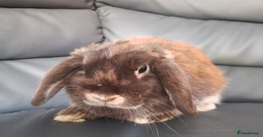 Mini Lop rabbits - Advert 9