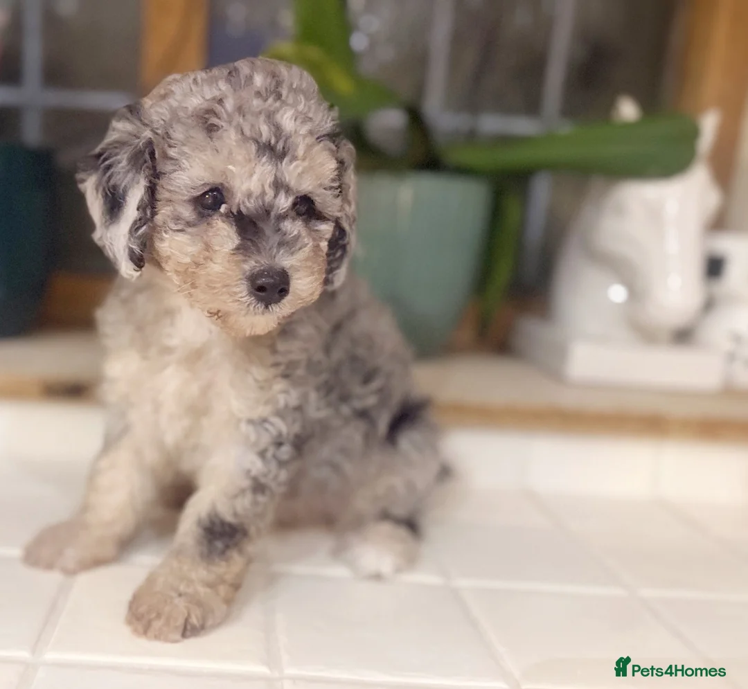 Toy Poodle dogs for sale: Stunning Toy poodle puppy boys  - Advert 7