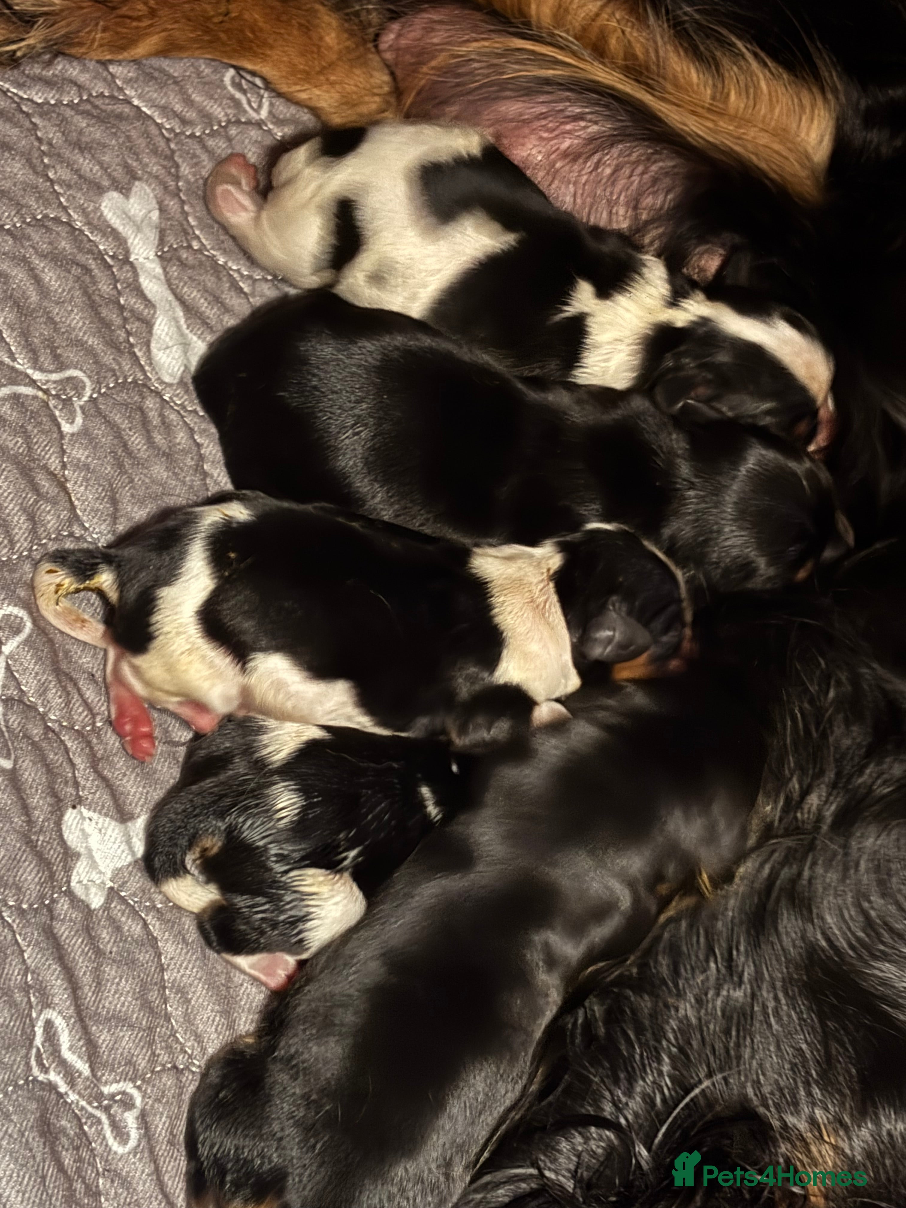 Cavalier King Charles Spaniel dogs Cavalier King Charles spaniel puppies  - Advert 2