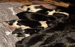 Cavalier King Charles Spaniel dogs for sale: Cavalier King Charles spaniel puppies  - Image 1