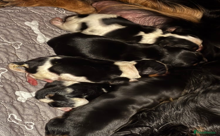 Cavalier King Charles Spaniel dogs - Advert 14