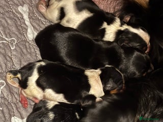 Cavalier King Charles Spaniel dogs for sale - Advert 1