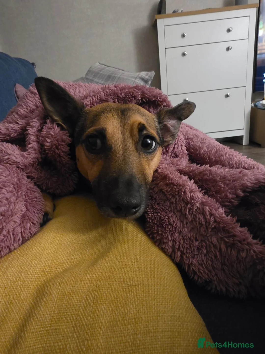 Jack Russell dogs for sale: Gus: Affectionate Jack Russell Seeks Loving Home - Advert 2