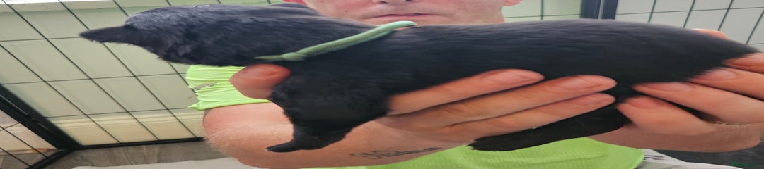 German Shepherd Puppy 5
