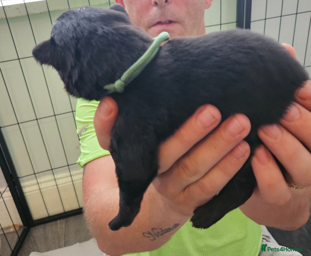German Shepherd dogs for sale: German shepherd  - Image 17