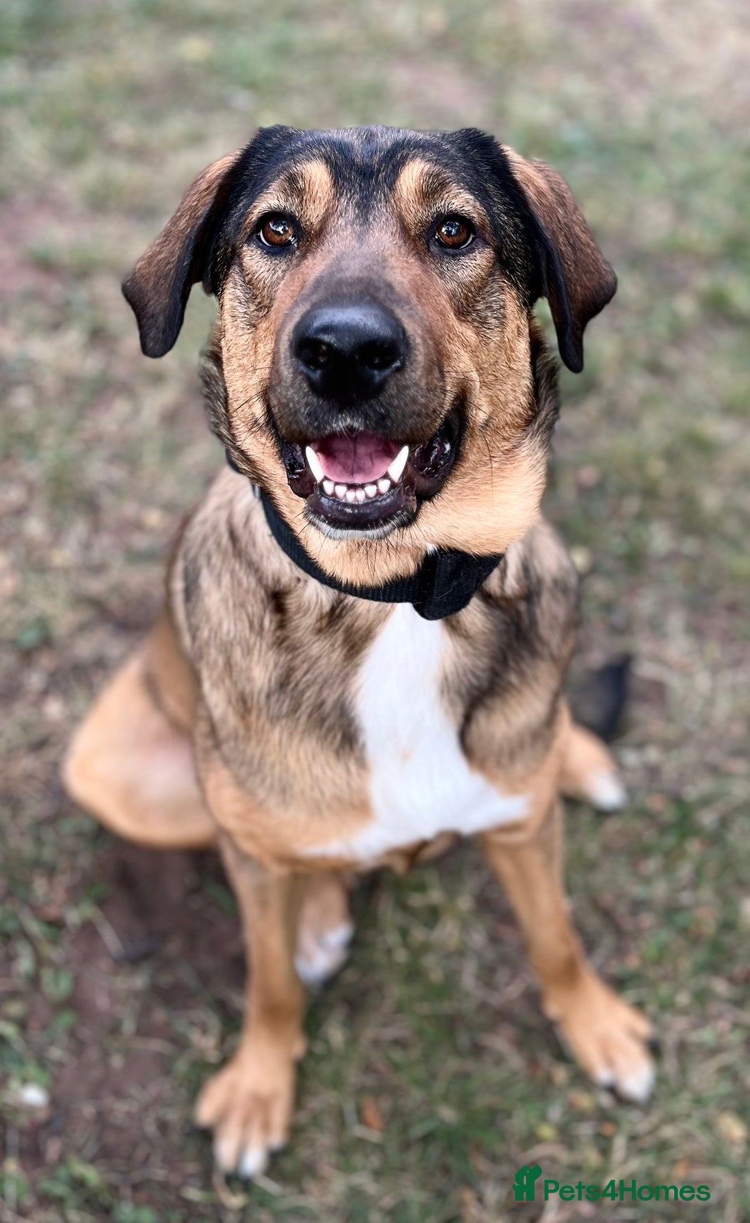 Mixed Breed dogs for sale: Belgian Malinois / Turkish Kangal / Cane Corso - Image 32