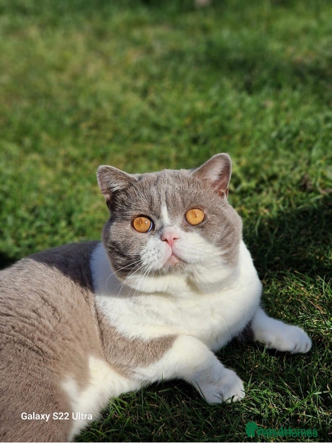 British Shorthair cats for sale: Luxury British Shorthair Kittens–Chocolate & Lilac - Advert 10