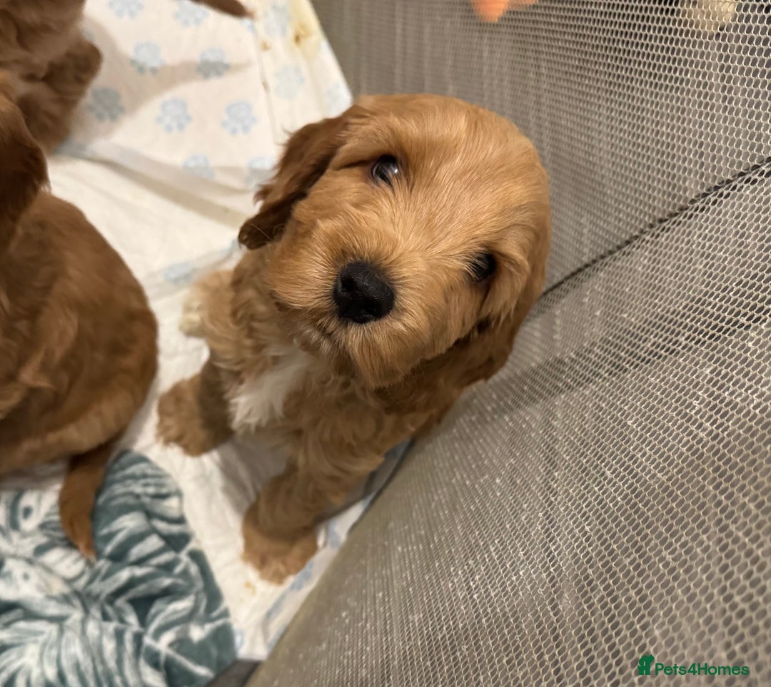 Cockapoo dogs for sale: 1 boy left cockapoo  - Advert 1