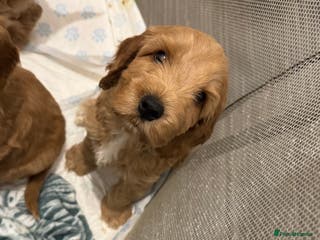 Cockapoo dogs 1 boy left cockapoo - Advert 10