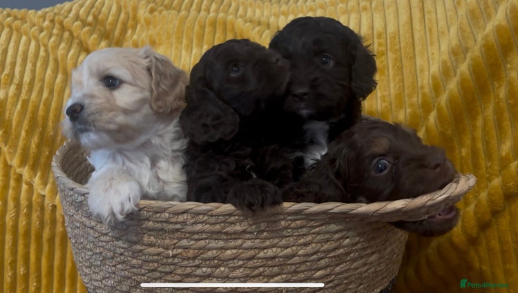 Cockapoo dogs Beautiful cockerpoos / Yankee doodles - Advert 3