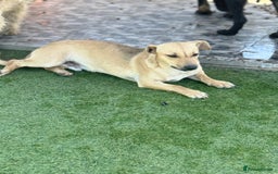 Mixed Breed dogs for adoption: Little Hugo looking for LOVE  - Image 3