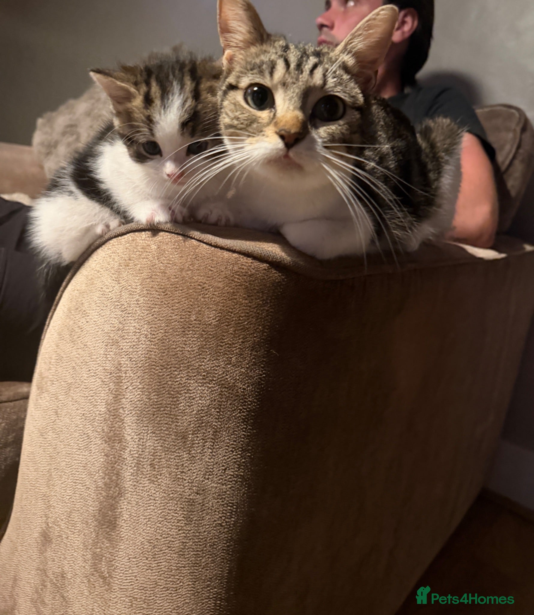 Mixed Breed cats 3 kittens half ragdoll, half domestic short hair  - Advert 1