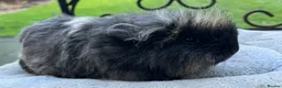 Guinea Pig rodents for sale: Guinea pigs x1 8 weeks Texel, x2 Sheltie 6weeks - Advert 3