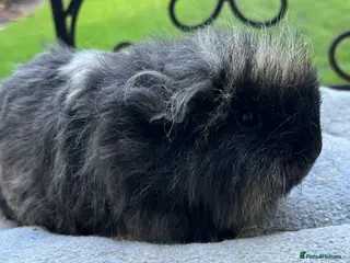 Guinea Pig rodents Guinea pigs x1 8 weeks Texel, x1 Sheltie 6weeks - Advert 10