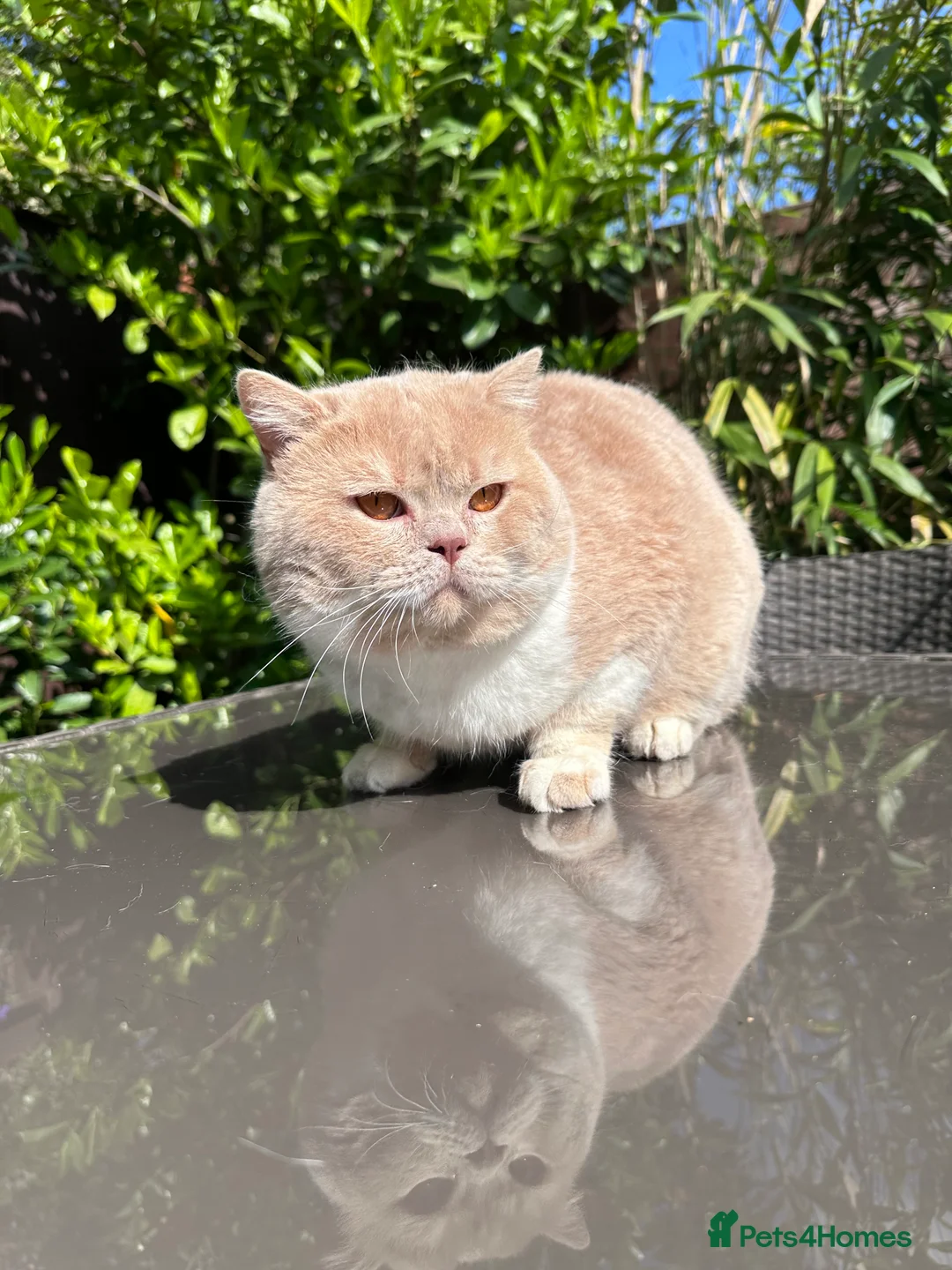 British Shorthair cats for stud: Championline Bi-Cream Boy in Northolt - Advert 3