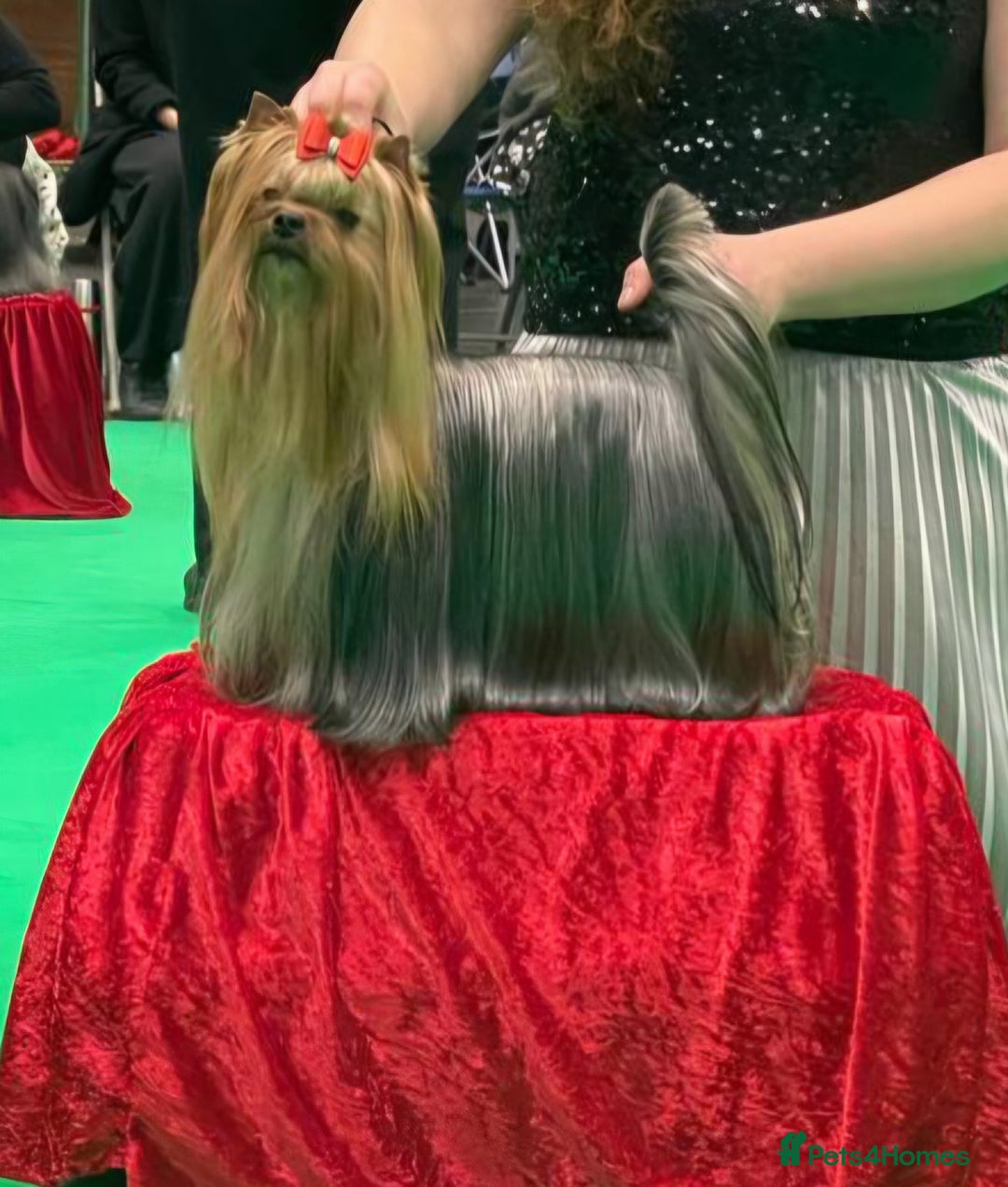 Yorkshire Terrier dogs for sale: Yorkie for rehome🩷 - Advert 1