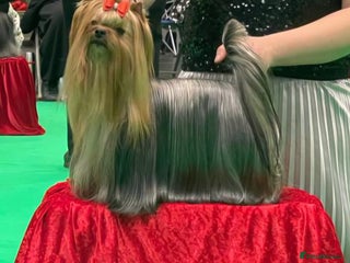 Yorkshire Terrier dogs Yorkie for rehome🩷 - Advert 6