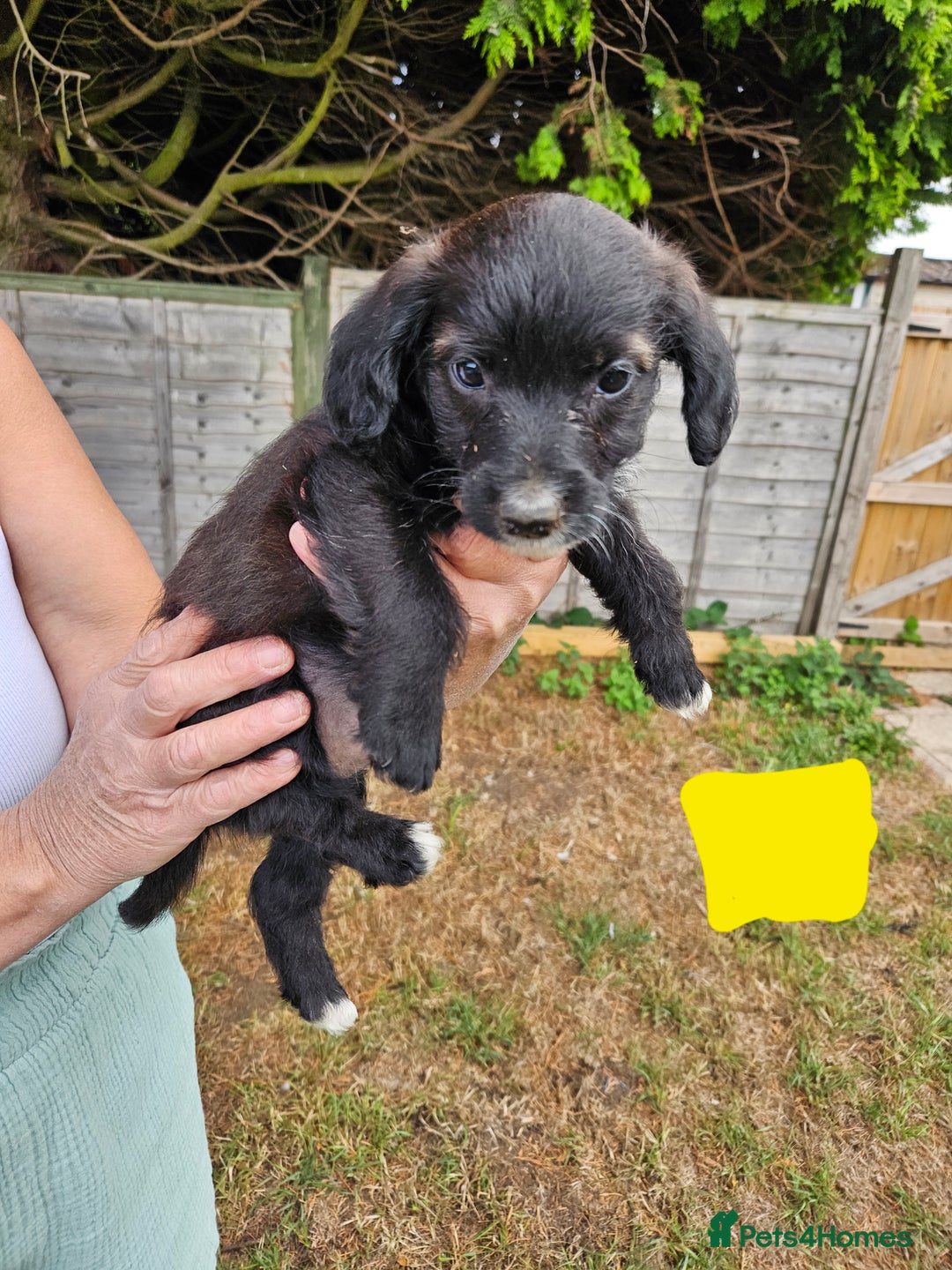 Jackapoo dogs for sale: Jackapoo puppies x7 - Image 5