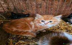Mixed Breed cats for sale: Farm reared kittens  - Image 3