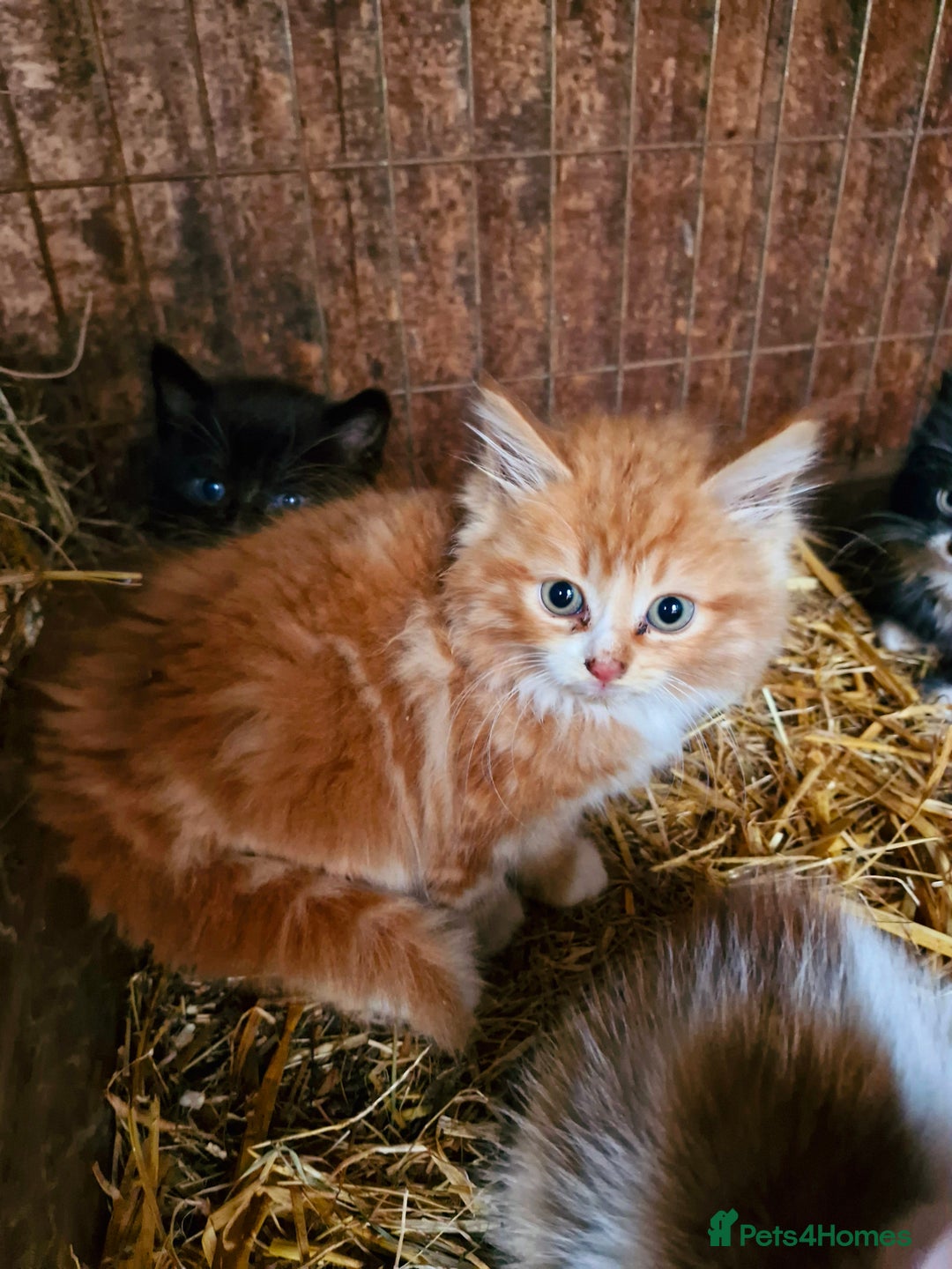 Mixed Breed cats for sale: Farm reared kittens  - Image 3