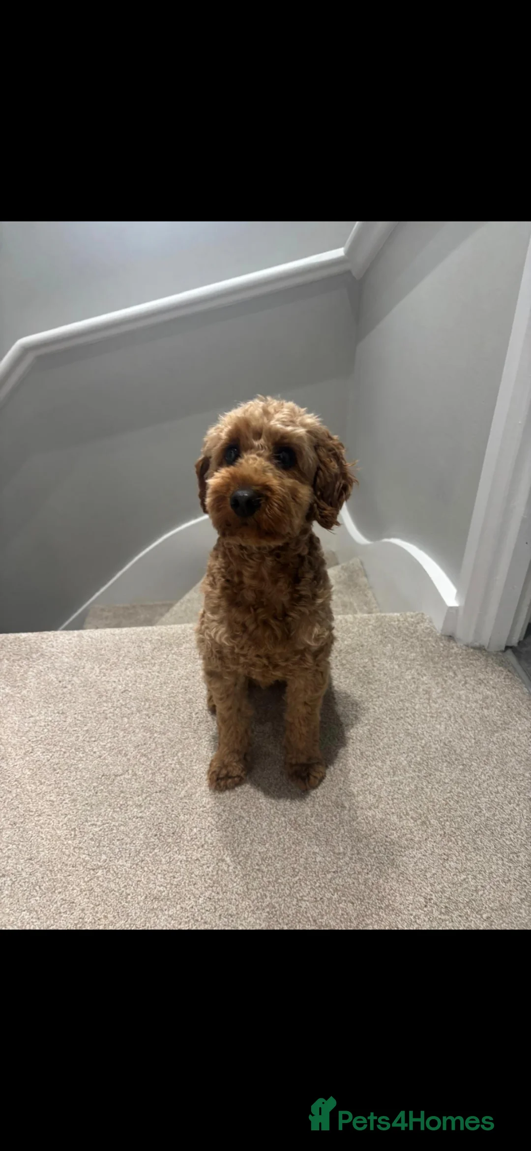 Cockapoo dogs for stud: Beautiful Cockapoo for stud in Southampton - Advert 4