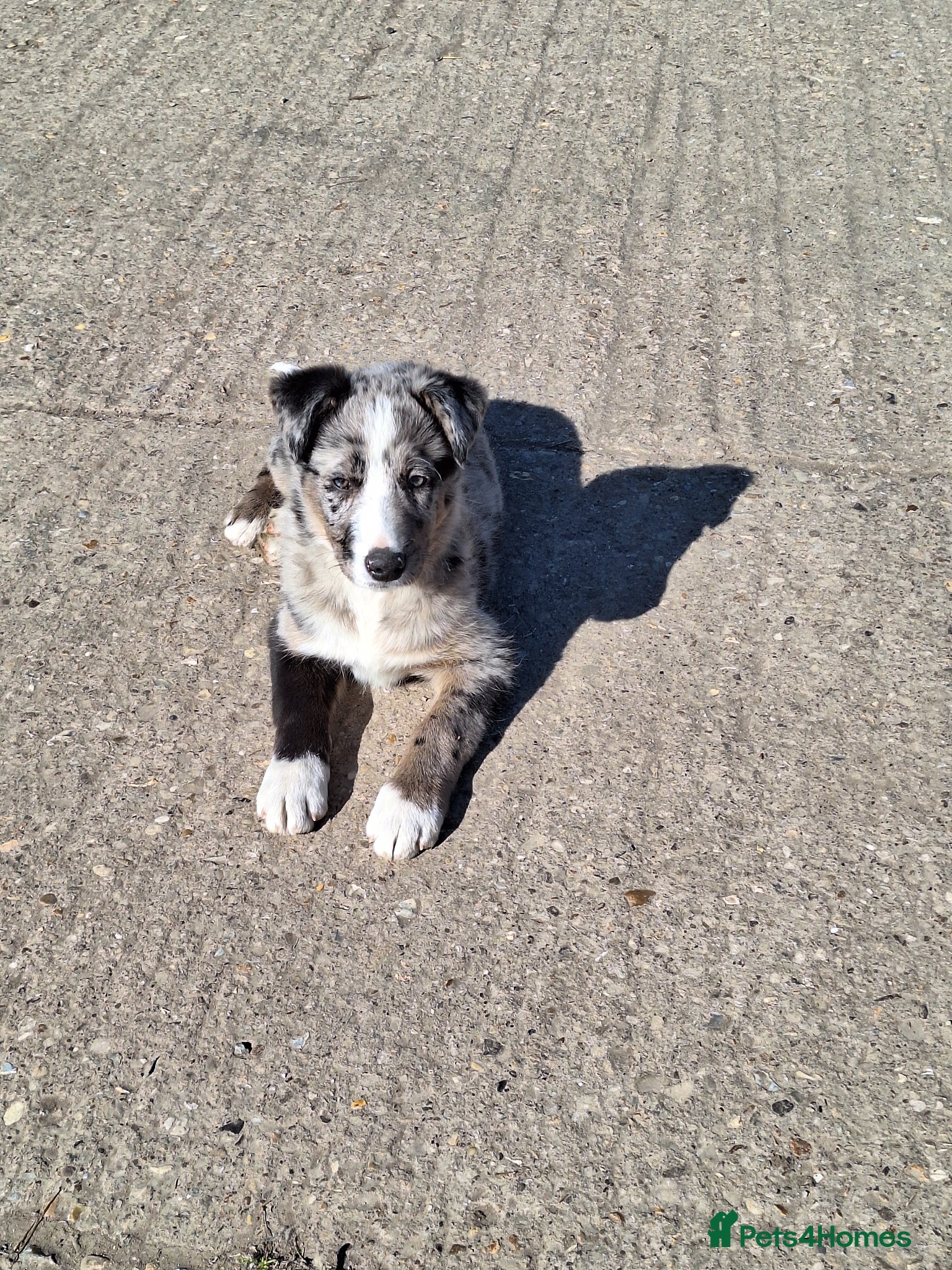 Border Collie dogs Beautiful male border collie puppies available - Advert 4