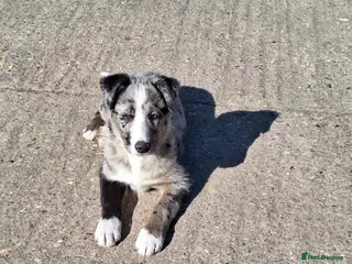Border Collie dogs Beautiful male border collie puppies available - Advert 4