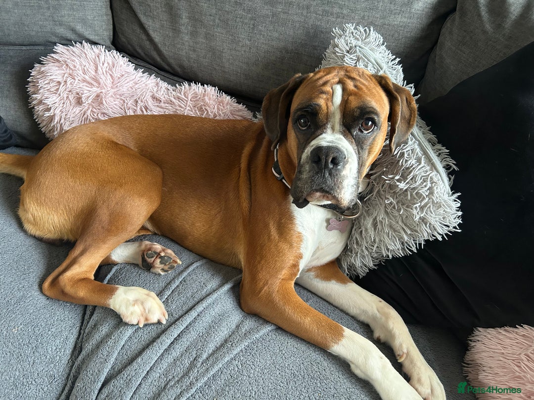 Boxer dogs for sale: 5 * kc boxer puppies  - Image 9