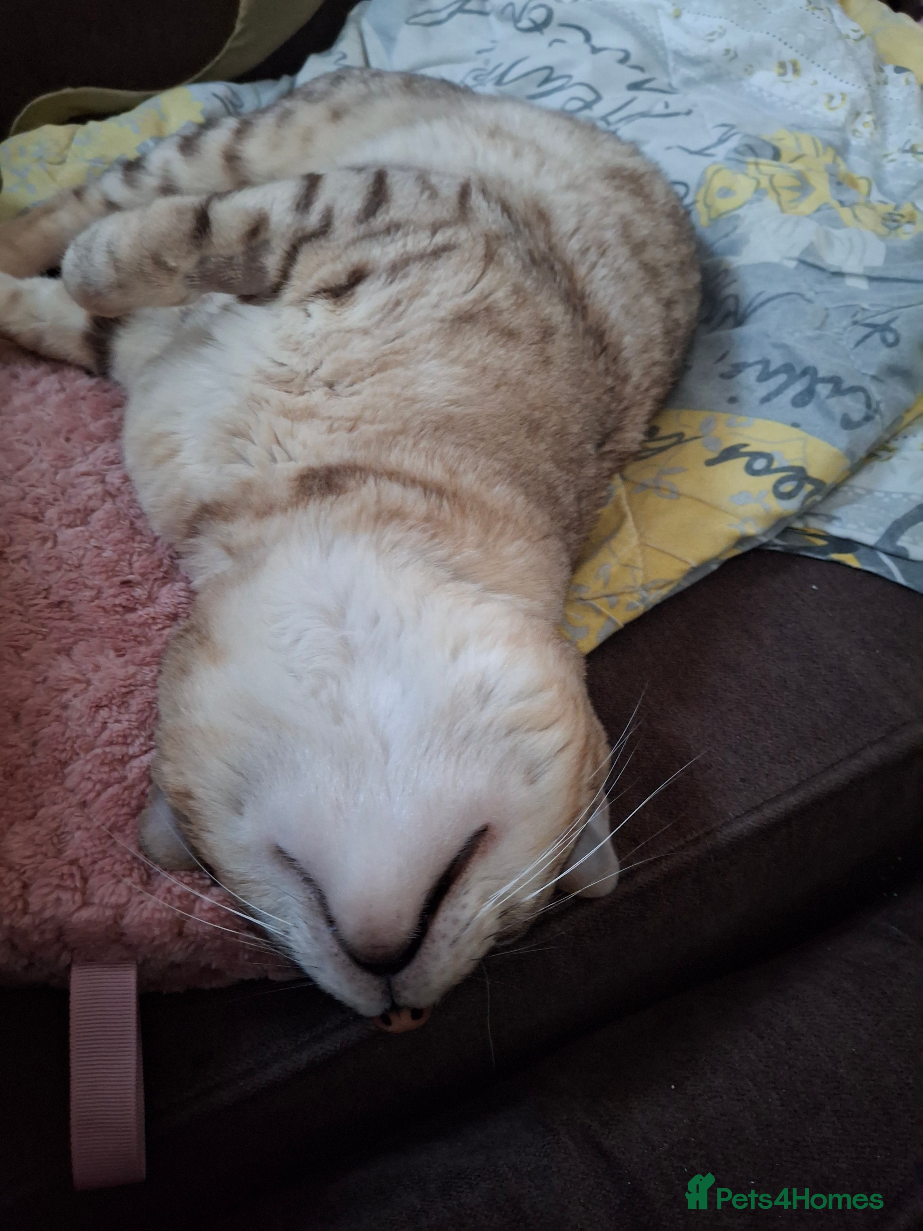 Bengal cats 2 year old male  in Willenhall - Advert 2