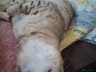 Bengal cats 2 year old male in Willenhall - Advert 1