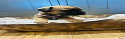 Border Terrier dogs for sale: KC Registered & SLEM Clear Border Terriers - Advert 13