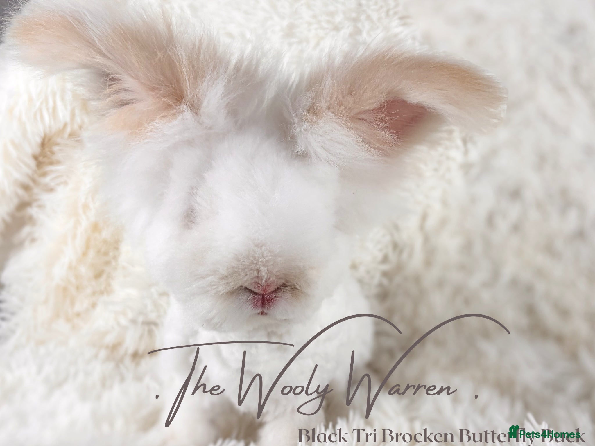 Angora rabbits Fully Vaccinated Pedigree Angora Buck - Advert 1