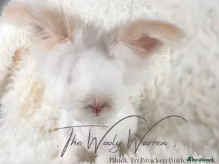 Angora rabbits Fully Vaccinated Pedigree Angora Buck - Advert 1