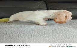 Basset Hound dogs for sale: Bassett Hound Puppies for Sale - Image 11